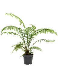 Lush Soft Tree Fern Dicksonia antarctica Tall Indoor House Plants Trees