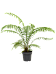 Lush Soft Tree Fern Dicksonia antarctica Tall Indoor House Plants Trees