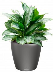 Aglaonema Silver Bay in LECHUZA CLASSICO LS Self-watering Planter, Total Height 90 cm