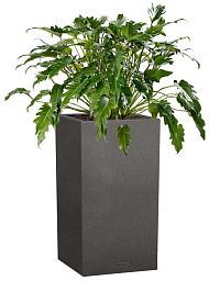 Philodendron Xanadu in LECHUZA CANTO Stone High Self-watering Planter, Total Height 90 cm