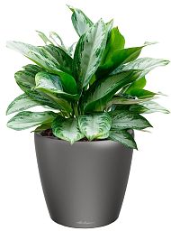 Aglaonema Silver Bay in LECHUZA CLASSICO LS Self-watering Planter, Total Height 90 cm