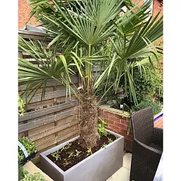 IDEALIST Lite Contemporary Light Concrete High Trough Planter