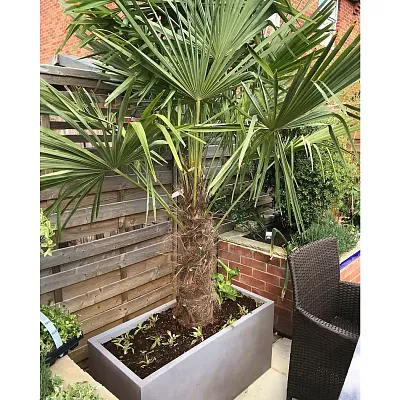 IDEALIST Lite Contemporary Light Concrete High Trough Planter