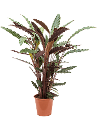 Elegant Peacock Plant Calathea rufibarba 'Wavestar' Indoor House Plants