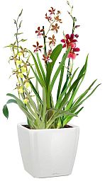Blooming Orchids in LECHUZA QUADRO LS Self-watering Planter, Total Height 70 cm