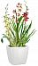 Blooming Orchids in LECHUZA QUADRO LS Self-watering Planter, Total Height 70 cm
