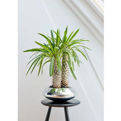 Round Fiberstone Bowl Glossy Tara Planter by Idealist Premium