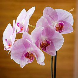 Blooming Phalaenopsis Orchid Pink Cascade in LECHUZA-PURO Self-watering Planter, Total Height 50 cm