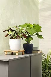 LECHUZA CLASSICO Color Round Poly Resin Self-watering Planter