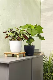 LECHUZA CLASSICO Color Round Poly Resin Self-watering Planter