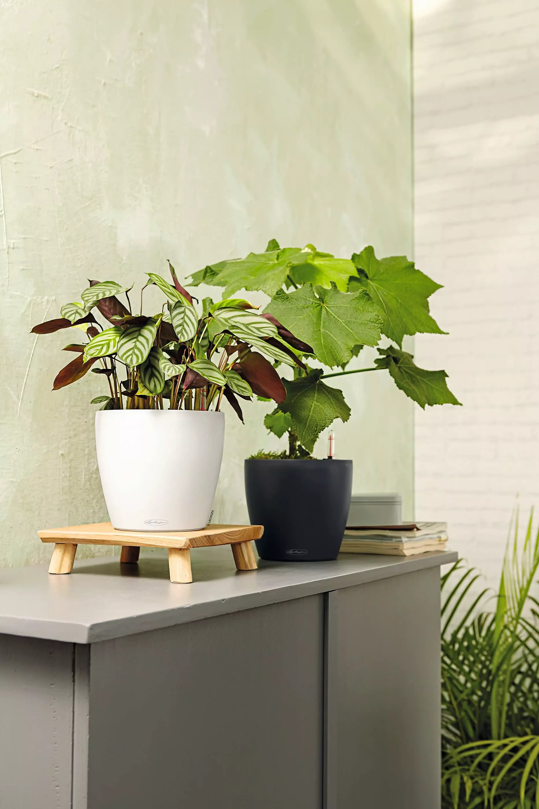 LECHUZA CLASSICO Color Round Poly Resin Self-watering Planter