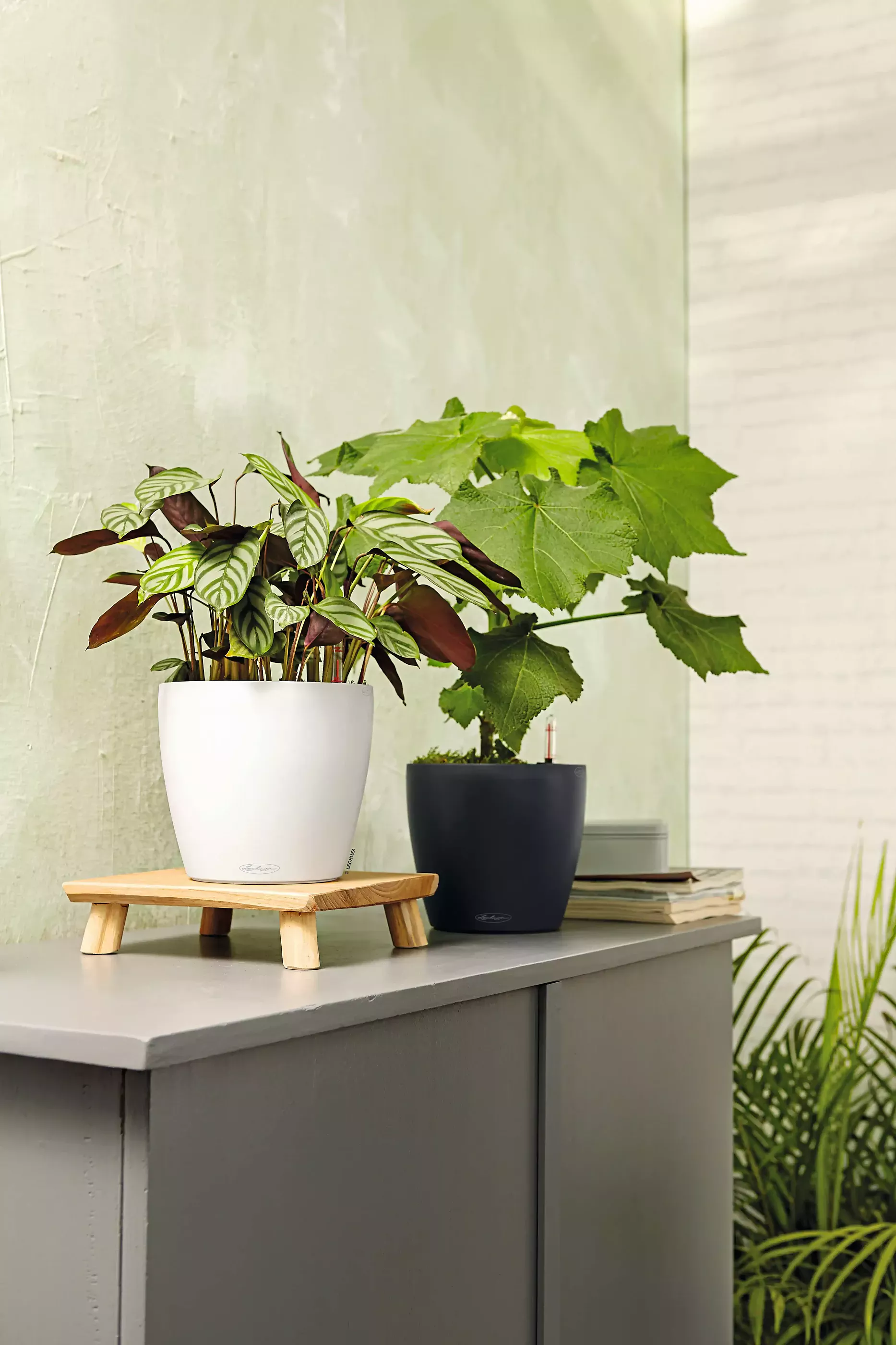 LECHUZA CLASSICO Color Round Poly Resin Self-watering Planter