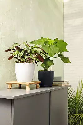 LECHUZA CLASSICO Color Round Poly Resin Self-watering Planter