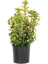 Showy Spindletree Euonymus japonicus 'Aurea'