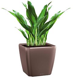 Aspidistra in LECHUZA QUADRO LS Self-watering Planter, Total Height 80 cm