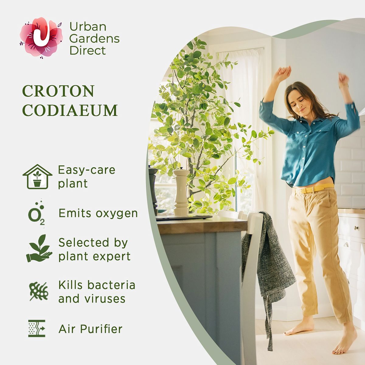 Colorful Croton (Codiaeum) variegatum 'Mrs. Iceton' Indoor House Plants