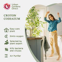 Striking Croton (Codiaeum) variegatum 'Mammi' Indoor House Plants
