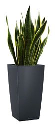 Sansevieria Laurentii in LECHUZA CUBICO Color Self-watering Planter, Total Height 80 cm