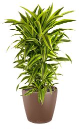 Dracaena Fragrans Lemon Lime in LECHUZA CLASSICO Color Self-watering Planter, Total Height 150 cm