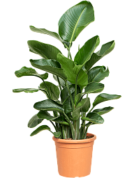 Tropical Bird of Paradise Strelitzia nicolai Indoor House Plants