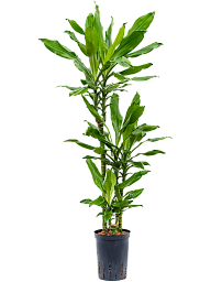 Vibrant Corn Plant Dracaena fragrans 'Burundii' Tall Indoor House Plants Trees