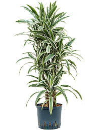 Graceful Dragon Tree Dracaena deremensis 'White Stripe' Indoor House Plants