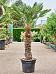 Windmill Palm Tree Trachycarpus wagnerianus