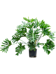 Lush Heart-Leaf Philodendron selloum Indoor House Plants