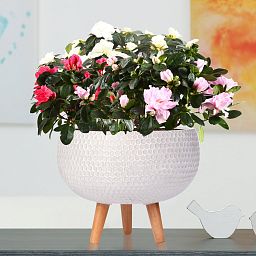 IDEALIST Lite Honeycomb Style Bowl Planter on Legs, Round Pot Plant Stand Indoor