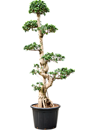 Lush Curtain Fig Ficus microcarpa 'Compacta' Tall Indoor House Plants Trees