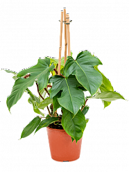 Lush Heart-Leaf Philodendron squamiferum Indoor House Plants