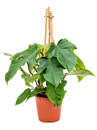 Lush Heart-Leaf Philodendron squamiferum Indoor House Plants