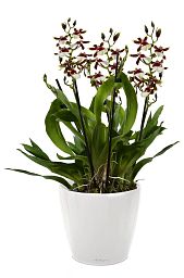 Blooming Oncidium Orchid in LECHUZA CLASSICO LS Self-watering Planter, Total Height 65 cm