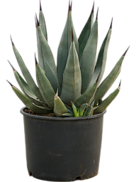 Photogenic Sharkskin Agave nigra Indoor House Plants