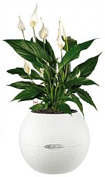 Blooming Spathiphyllum in LECHUZA-PURO Self-watering Planter, Total Height 45 cm