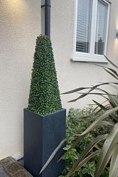 Lush Bay Tree pyramid (Laurus nobilis)
