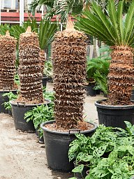 Sago Palm Cycas revoluta
