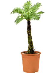 Lush Soft Tree Fern Blechnum gibbum (90-110) Indoor House Plants