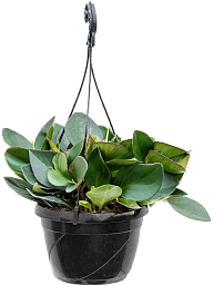 Easy-Care Red Edged Radiator Plant Peperomia clusifolia 'Red Margin' Indoor House Plants