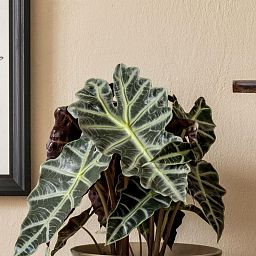 Alocasia Polly in LECHUZA QUADRO LS Self-watering Planter, Total Height 70 cm