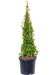 Showy Climbing Hydrangea petiolaris Outdoor Plants