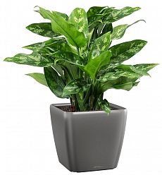 Aglaonema Maria in LECHUZA QUADRO LS Self-watering Planter, Total Height 60 cm