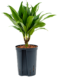 Photogenic Corn Plant Dracaena fragrans 'Green Jewel' Tall Indoor House Plants Trees