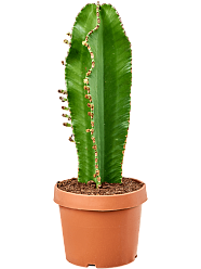Fancy Cowboy Cactus Euphorbia ingens 'Curly' Indoor House Plants