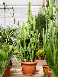 Impressive African Milk Tree Euphorbia erytrea Indoor House Plants