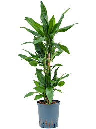 Vibrant Corn Plant Dracaena fragrans 'Burundii' Tall Indoor House Plants Trees