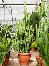 Impressive African Milk Tree Euphorbia erytrea Indoor House Plants