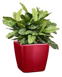 Aglaonema Stripes in LECHUZA QUADRO LS Self-watering Planter, Total Height 60 cm