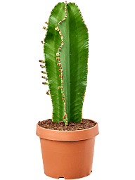 Fancy Cowboy Cactus Euphorbia ingens 'Curly' Indoor House Plants