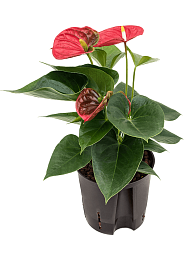 Elegant Flamingo Flower Anthurium andraeanum 'Sierra' Indoor House Plants